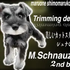 【 ミニチュアシュナウザー 】トリミングデビュー！シュナカットの嗜みは美しさの鍵