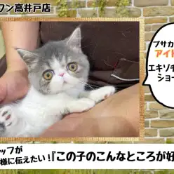 【 エキゾチック 】スタッフが伝えたい『この子のこんなところが好き』