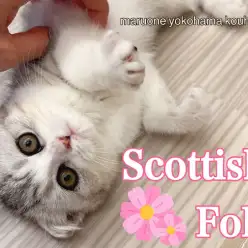 【 スコティッシュフォールド 】シルバータビーのまん丸スコちゃん