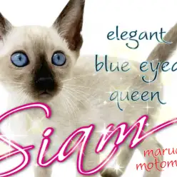 【 シャム 】サイアミーズとも呼ばれる青い瞳の猫の女王！