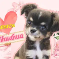 【 チワワ 】オンリーワンでプレミアム！ルックスも性格もパーフェクトなレディ