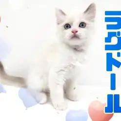 【 ラグドール 】とにかく顔がイイ！イケメンフェイスの甘えんぼ！