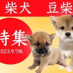 【 柴犬・豆柴特集 】9/7現在在店中の日本の宝柴犬・豆柴ご紹介！