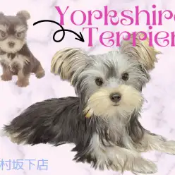 【 ヨークシャーテリア 】美しく変貌を遂げたシルキーコートのお姫様！