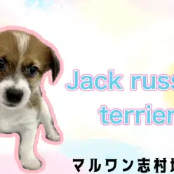 【 ジャックラッセルテリア 】愛犬よりも相棒？好奇心旺盛で元気ハツラツな女の子♪