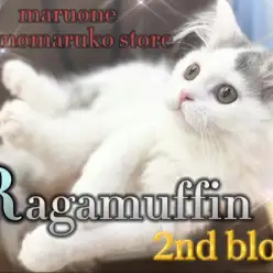【 ラガマフィン 】ハチワレ模様が可愛い！遊び好きで甘えん坊に育った2ndブログ