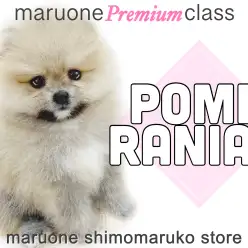 【 ポメラニアン 】マルワンプレミアム、極上のふわふわワンコをお届け！