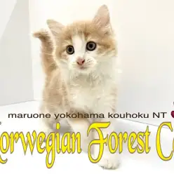【 ノルウェージャンフォレストキャット 】遊ぶの大好き!甘えん坊な男の子