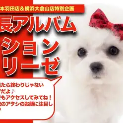 【 ビションフリーゼ 】ハイパー美少女現る！ビションフリーゼちゃんの成長日記