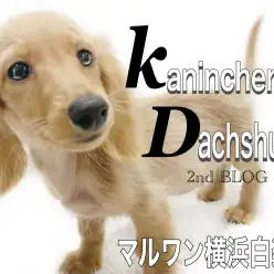 【 カニンヘンダックスフント 】落ち着きを手に入れた短足男子の成長記録！