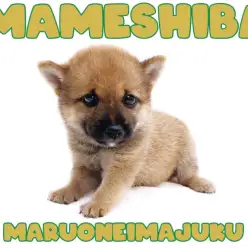 【 豆柴 】KC公認の和犬代表！環境馴れ抜群のおっとり男子は初心者にオススメ！