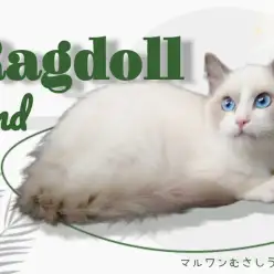 【 ラグドール 】まるい青い瞳がオンリーワン！みんなにフレンドリーなイケメンくん