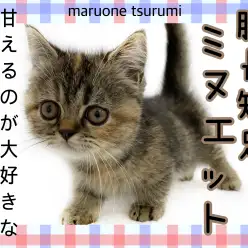 【 ミヌエット 】胴長短足！甘えるのが大好きな女の子！