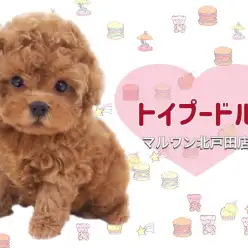 【 トイプードル 】歩くぬいぐるみ!?おっとりすぎのテディベア!