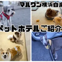 【 ペットホテル 】ホテル中の様子をお届け！シルバーウィークもまだ間に合います！