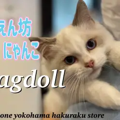 【 ラグドール 】どこまで人懐っこくなっちゃうの！？ぬいぐるみにゃんこの成長記録