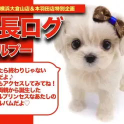 【 マルプーちゃんの成長アルバム 】ミラクルプリンセスマルプーちゃんの成長記！！