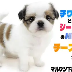 【 MIX 】チワワとシーズーのミックス犬チーズー！おっとりとした愛すべき癒し系
