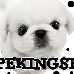 【 ペキニーズ 】元町名物！おもちのようなモノクロマスコット！
