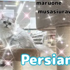 【 ペルシャ 】成長記録！生後5ヶ月を過ぎ甘えん坊へ成長中なペルシャくん！