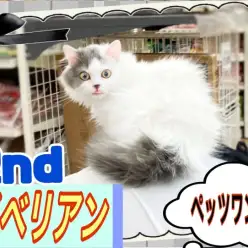 【 サイベリアン 】2nd紹介 お散歩デビューしてみたよ!