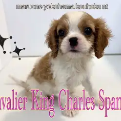 【 キャバリア 】大人気のブレンハイムのフェミニンGIRL