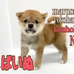 【 柴犬 】元祖！たぬき顔！お得意ポーズはへそ天