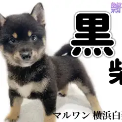【 柴犬 】可愛いとかっこいいを持ち合わせたパワフルBOY！大人気の黒柴