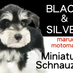 【 ミニチュアシュナウザー 】変わらぬ黒銀色の美しさが魅力のおひげわんこ！