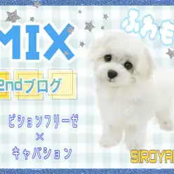 【 MIX 】2ndブログ フワモコ君のすっきりシャワーTime