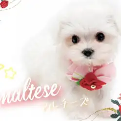 【 マルチーズ 】純白の貴公子が降臨！笑顔溢れる愛嬌たっぷりのマルちゃん