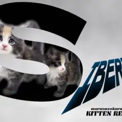 【 サイベリアン 】美しすぎる被毛に大注目！横浜にロシアンフェアリー現る！