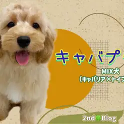 【 MIX 】生後5ヶ月半を迎えたキャバプーちゃん！現在のトレーニング進捗