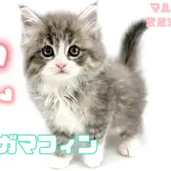 【 ラガマフィン 】超おっとりな美形男子！！控えめでとても良い子！