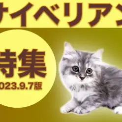 【 サイベリアン特集 】9/7現在在店中の全店舗のゴージャスニャンコをご紹介！