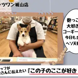【 ウェルシュコーギーペンブローク 】スタッフが伝えたい『この子のここが好き！』