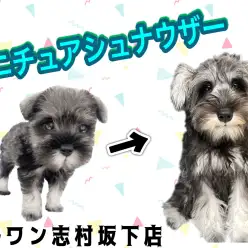 【 ミニチュアシュナウザー 】生後4ヶ月を迎えたシュナちゃんは優等生に成長中♪