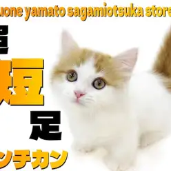 【 マンチカン 】僅か数cmの超短足ボディ!懐っこい癒し系にゃんこをご紹介!