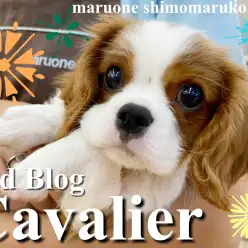 【 キャバリア 】人好きわんこNo1？抱っこもご飯も遊ぶのも大好き！2ndブログ