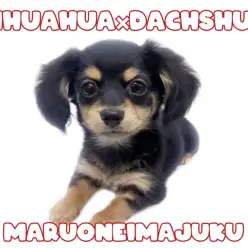 【 チワックス 】生後5ヶ月を迎えたチワワとダックスの胴長短足な小さめMIX！