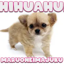 【 チワワ 】超短足な極小ガールが聖地に降臨！食欲旺盛な姿と足先・尻尾にご注目！