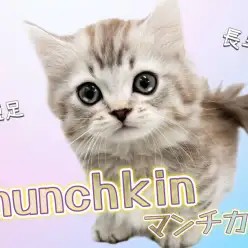 【 マンチカン 】短足！長毛！美しきシルバーカラーの希少マンチカン