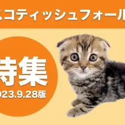 【 スコティッシュフォールド特集 】9/28現在在店中の全店舗のスコちゃんをご紹介!