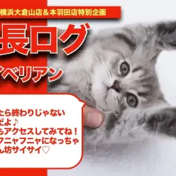 【 サイベリアンちゃんの成長アルバム 】超甘ったれなサイちゃんの成長記！