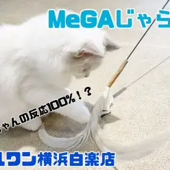 【 商品紹介 】全長なんと170cm！にゃんズ食いつき100%のMeGAじゃらし