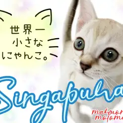 【 シンガプーラ 】世界最小!小さな肩乗りにゃんこ!