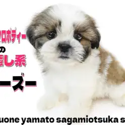 【 シーズー 】ペチャ顔好きな皆さまに最高の笑顔と癒しをお届けします！