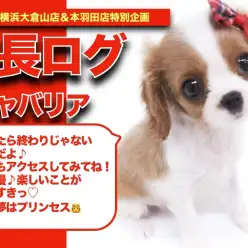 【 キャバちゃんの成長アルバム 】元気いっぱいな明るい性格のキャバちゃんの成長記！