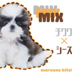 【 MIX チワワ×シーズー】MIXしか勝たん!いいとこどりのわんこ