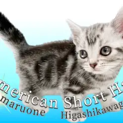 【 アメリカンショートヘア 】初心者さん必見！昔から愛され続ける魅力をご紹介